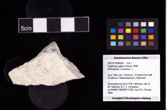 NHMW-GEO-2007z0149-0065_Ol_02.tifOxythyreus gibbus (Reuss, 1858)  (NHMW-GEO-2007z0149-0065)